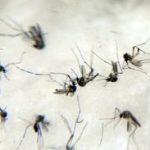 Anvisa publica registro da vacina contra a dengue do Butantan